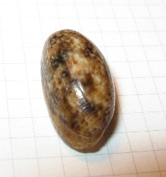 Bulla striata